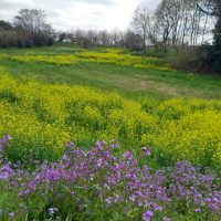 　ノルディックウォーキングde花巡り